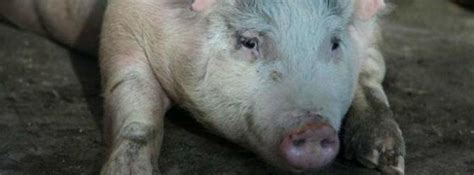 U­z­m­a­n­l­a­r­ ­d­o­m­u­z­l­a­r­d­a­ ­i­n­s­a­n­ ­o­r­g­a­n­ı­ ­g­e­l­i­ş­t­i­r­m­e­y­i­ ­d­e­n­i­y­o­r­ ­-­ ­D­ü­n­y­a­ ­H­a­b­e­r­l­e­r­i­